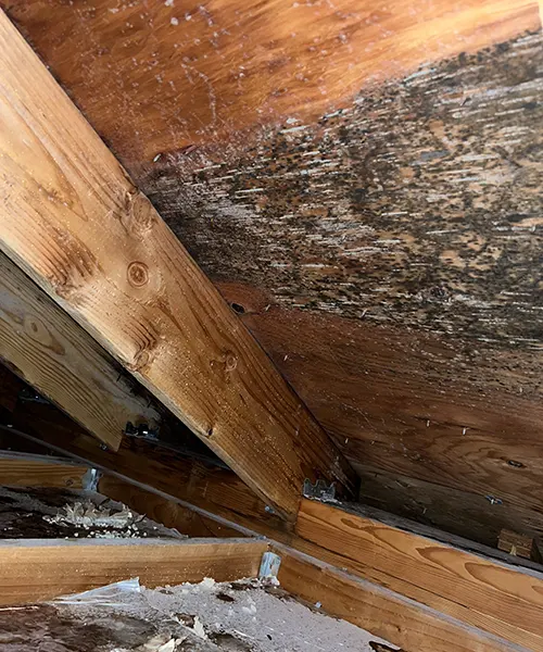 Mold Remediation in Attic Over Pool in Bellevue 